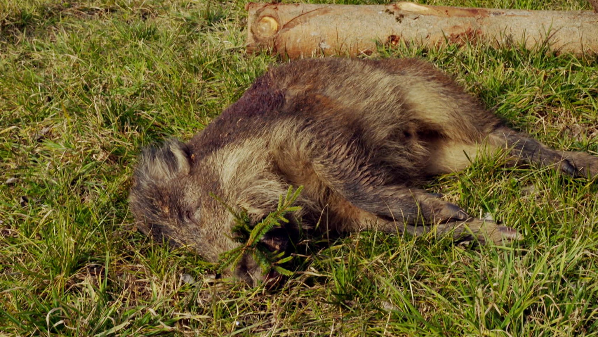 Erlegtes Wildschwein: Eine neue Studie zeigt, dass radioaktives Cäsium-137, das bei den Atomwaffentests der 1950er- und 1960er-Jahre frei wurde, die Wildschweine immer noch belastet.