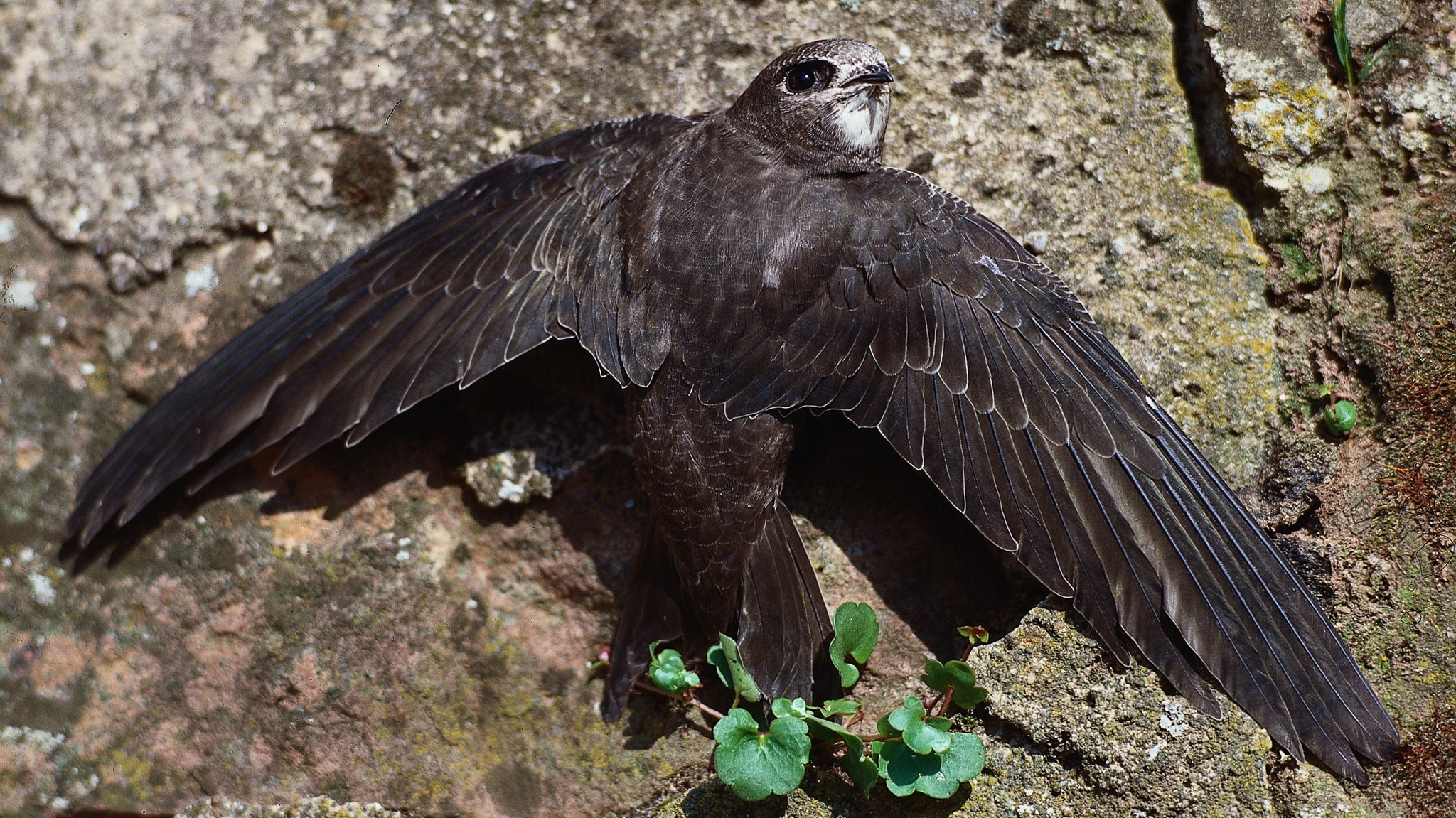 Mauersegler (Apus apus)