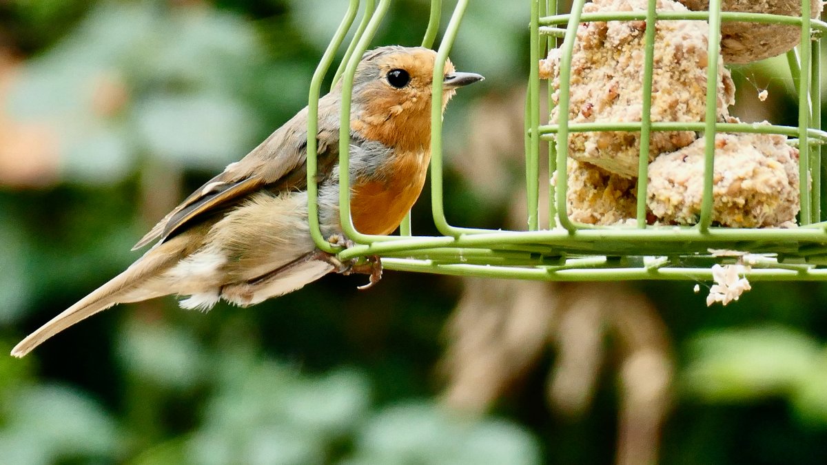 Vögel richtig füttern: So helfen sie ihnen durch den Winter
