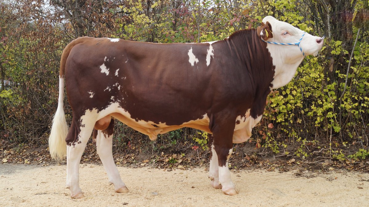 "Wundawerk" ist der bisher teuerste genetisch gehörnte Fleckvieh-Stier.