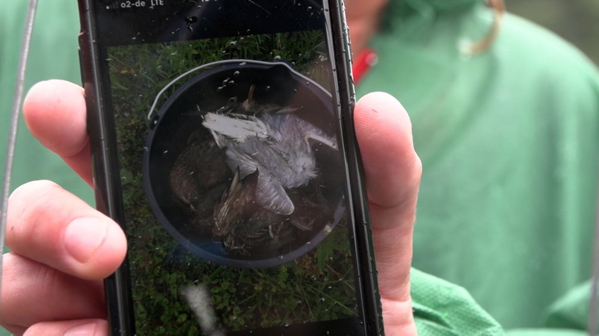 Ein Bild auf dem Smartphone zeigt tote Wildvögel in einem Eimer. 