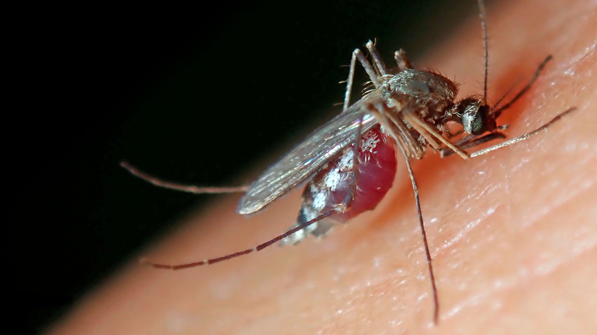 Gemeine Stechmücke (Culex pipiens) auf Haut | Bild: picture alliance / dpa-Zentralbild / our-planet.ber | Heinz Krimmer Gemeine Stechmücke (Culex pipiens) auf Haut