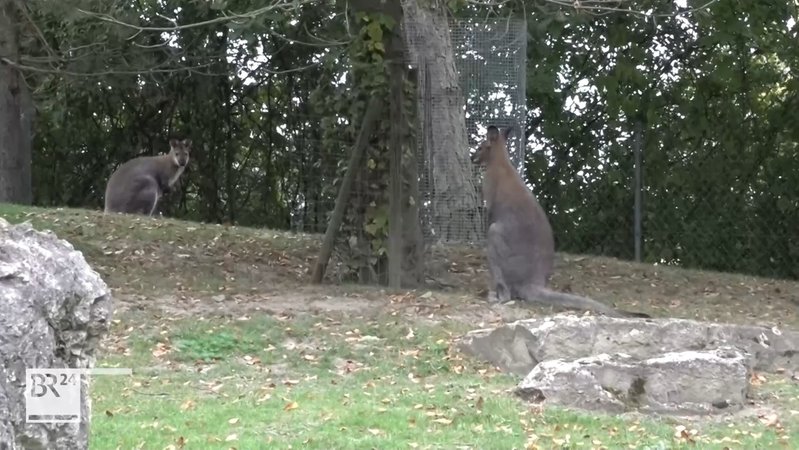Zwei Kängurus in einem eingezäunten Gehege mit Bäumen