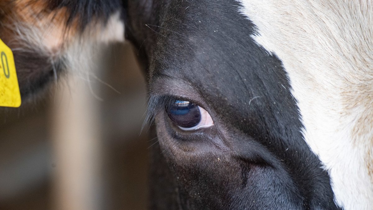 Kranke Rinder: Wie kann mehr Tierschutz sichergestellt werden?