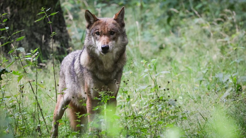 Eine ausgewachsener weiblicher Wolf steht in seinem Gehege im Tierpark. | Bild: dpa-Bildfunk/Christian Charisius Eine ausgewachsener weiblicher Wolf steht in seinem Gehege im Tierpark.