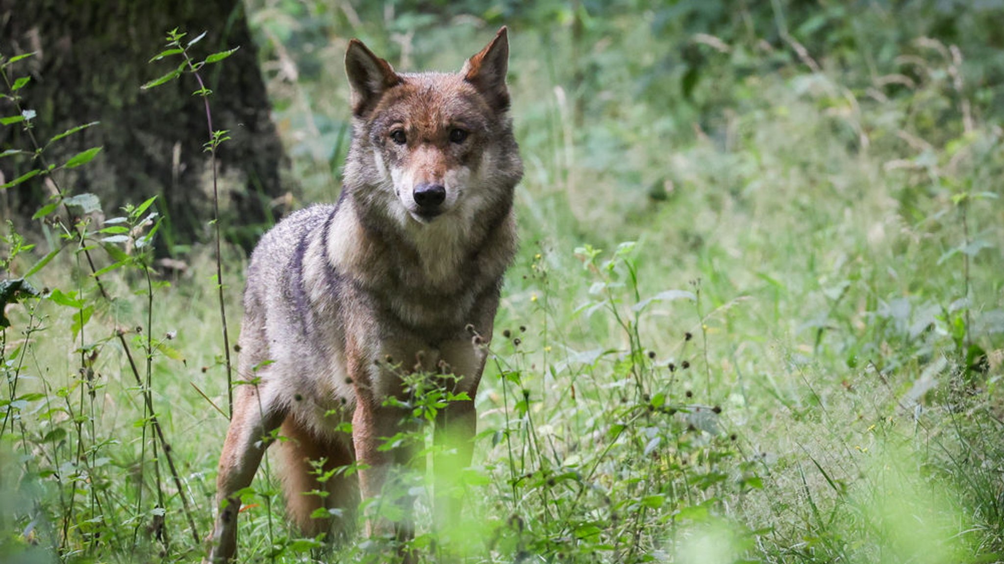 Eine ausgewachsener weiblicher Wolf steht in seinem Gehege im Tierpark.