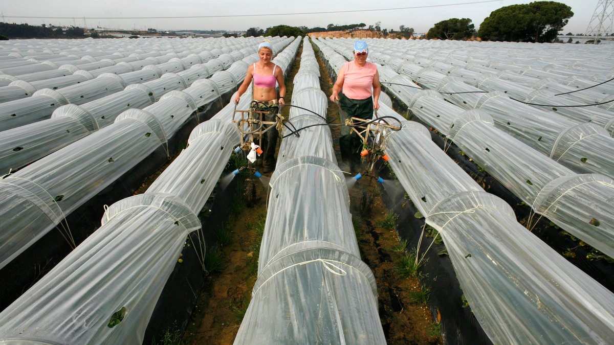 Symbolbild: Arbeiterinnen in Spanien beim Erdbeeranbau
