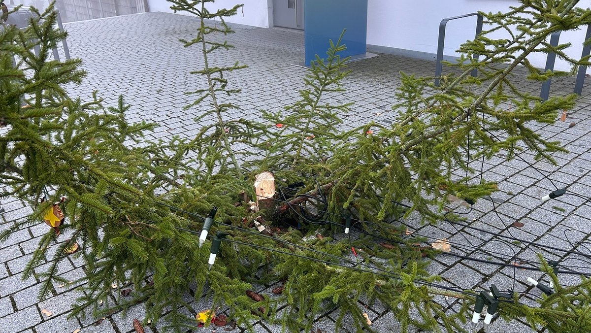 Wieder Weihnachtsbaum im Landkreis Dillingen umgesägt