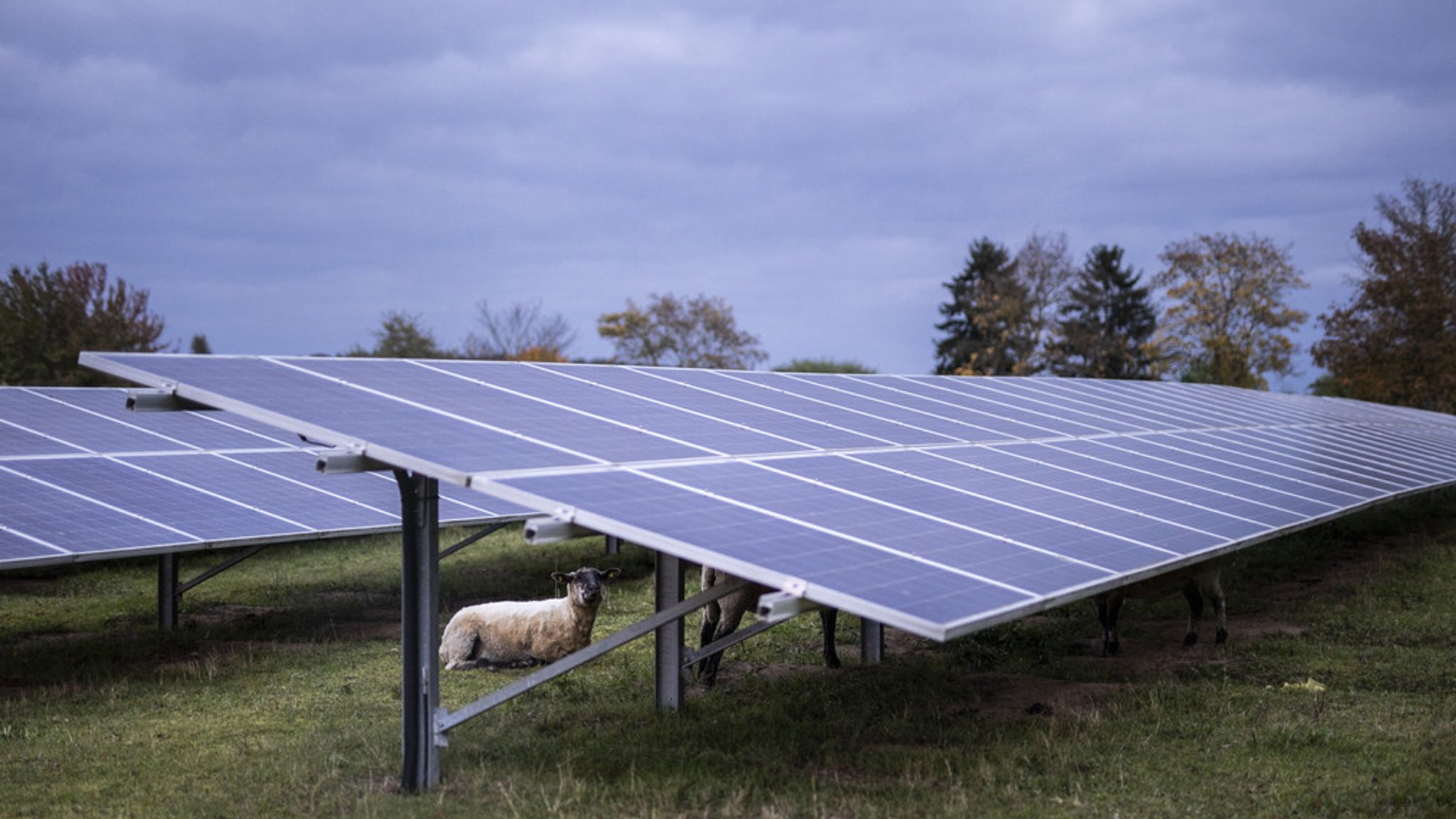 Photovoltaik-Anlage mit Schaf (Symbolbild)