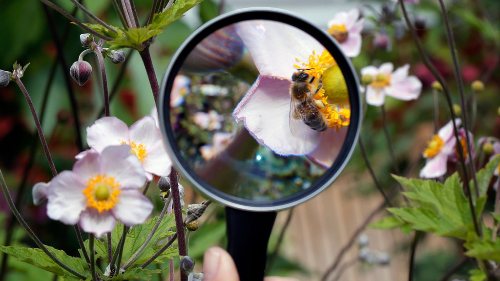 Eine Biene sitzt auf einer Blüte und wird durch eine Lupe vergrößert.
