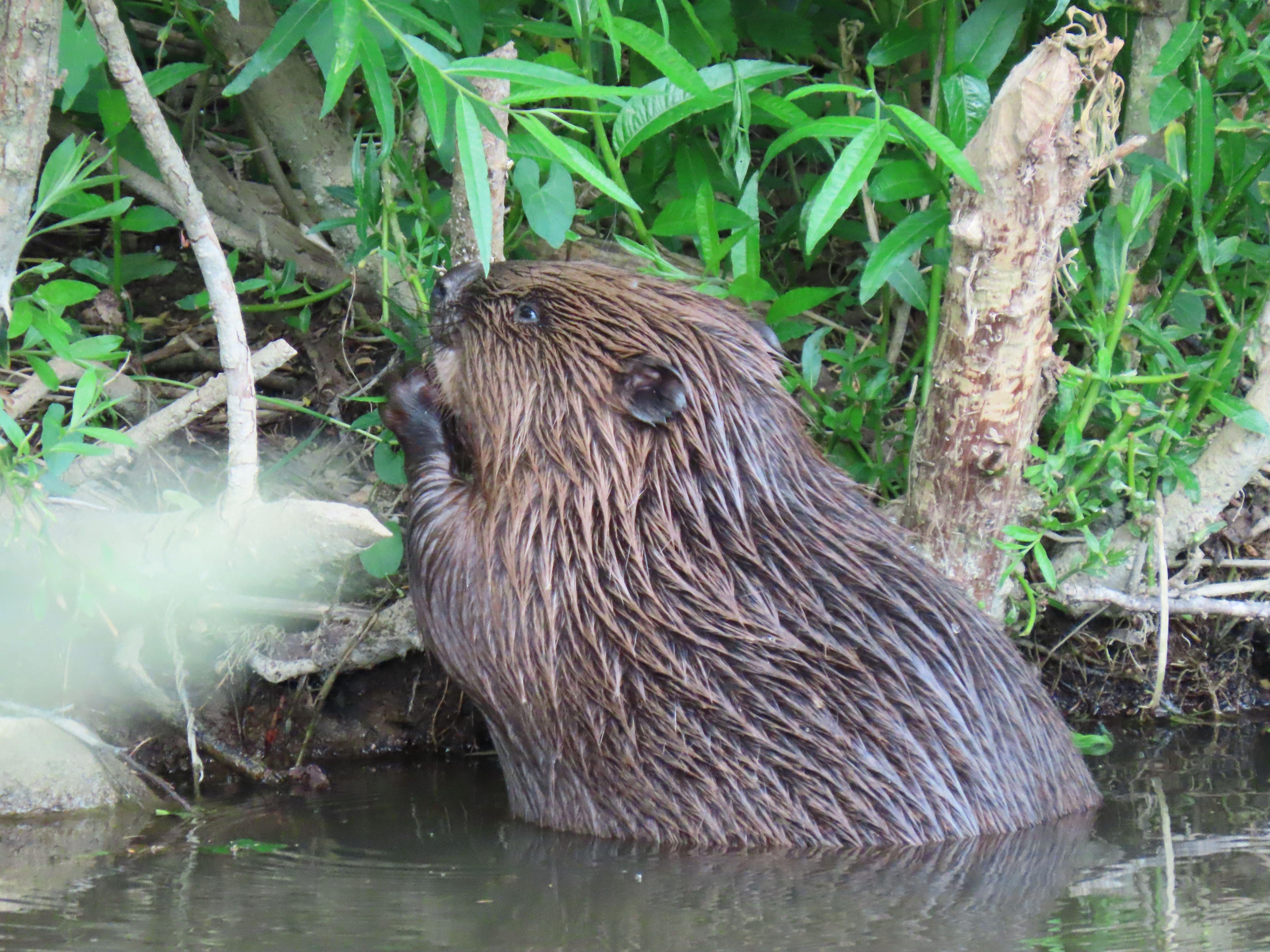 Ein Biber schaut aus dem Wasser
