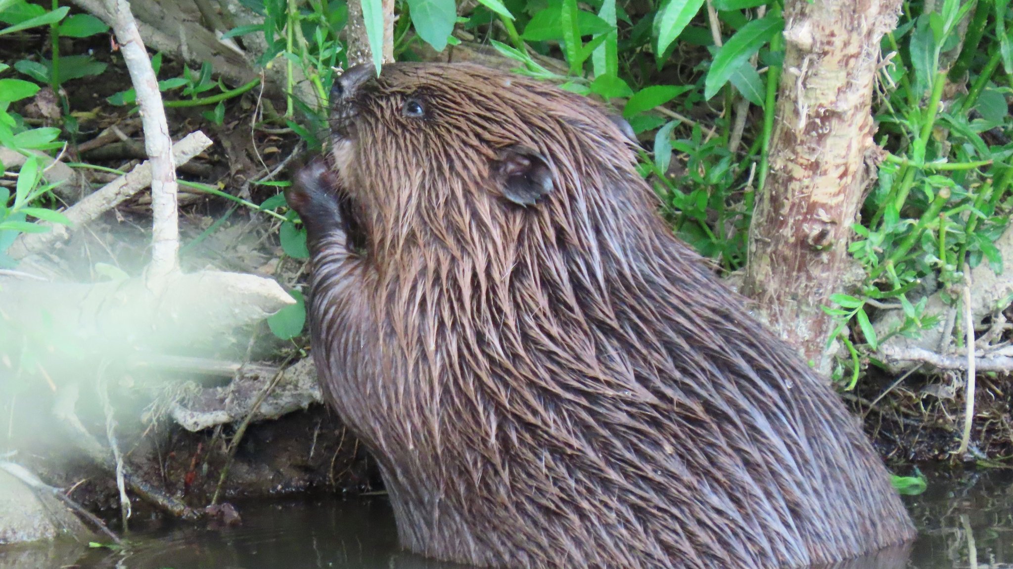 Ein Biber schaut aus dem Wasser