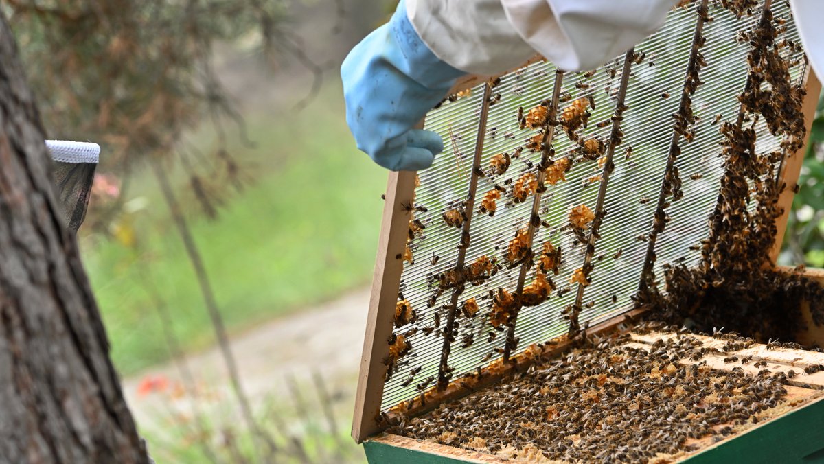 Symbolbild: Ein Imker kontrolliert seine Bienen 