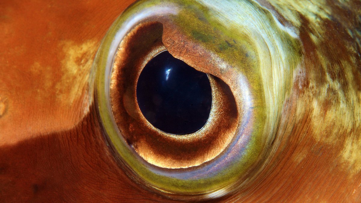 Auge von einem Langstachel-Igelfisch 
