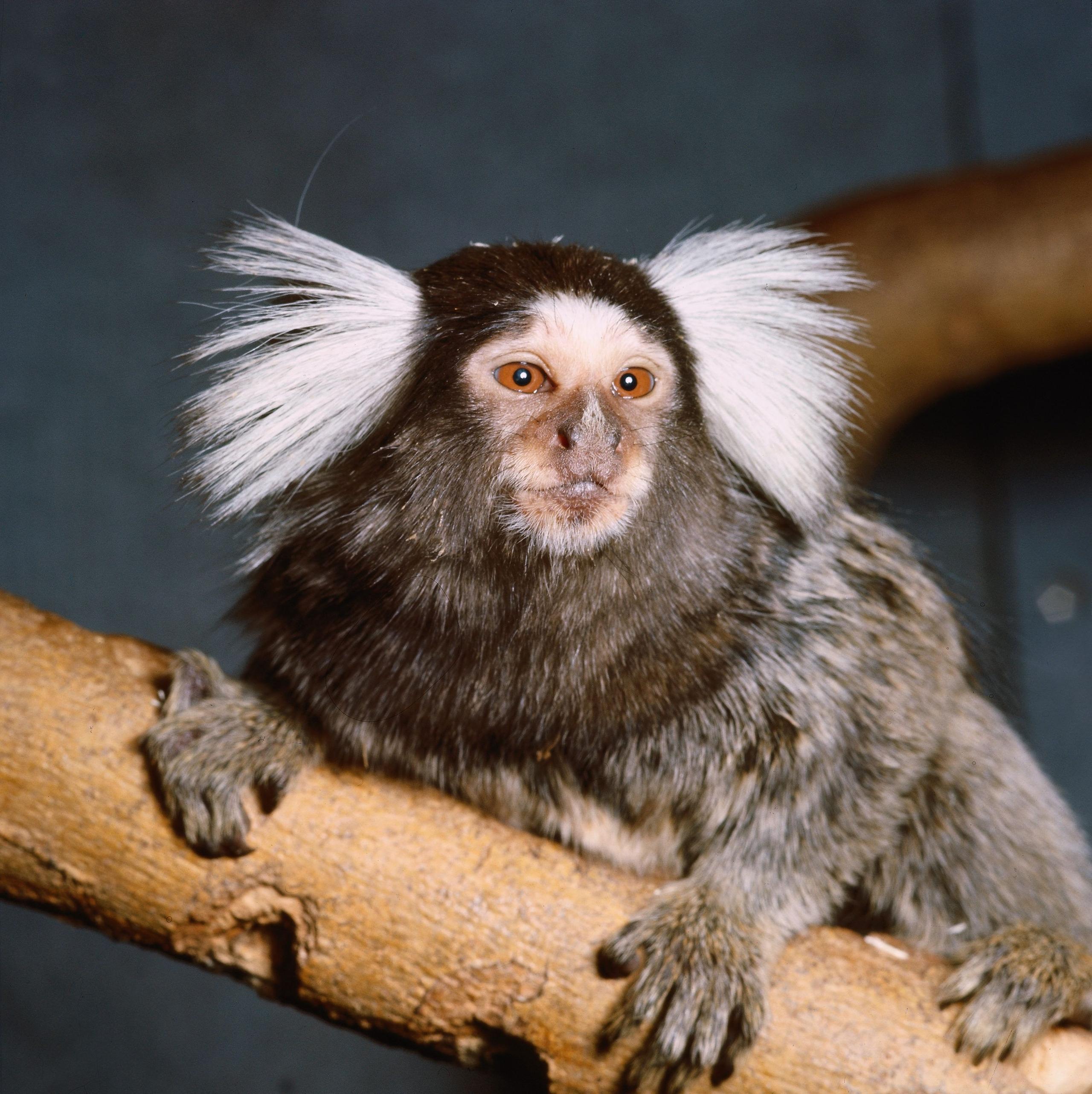 Ein Weißbüscheläffchen ist in Moosburg an der Isar aufgegriffen worden. Ein Mann hatte ihn auf seiner Terrasse entdeckt.