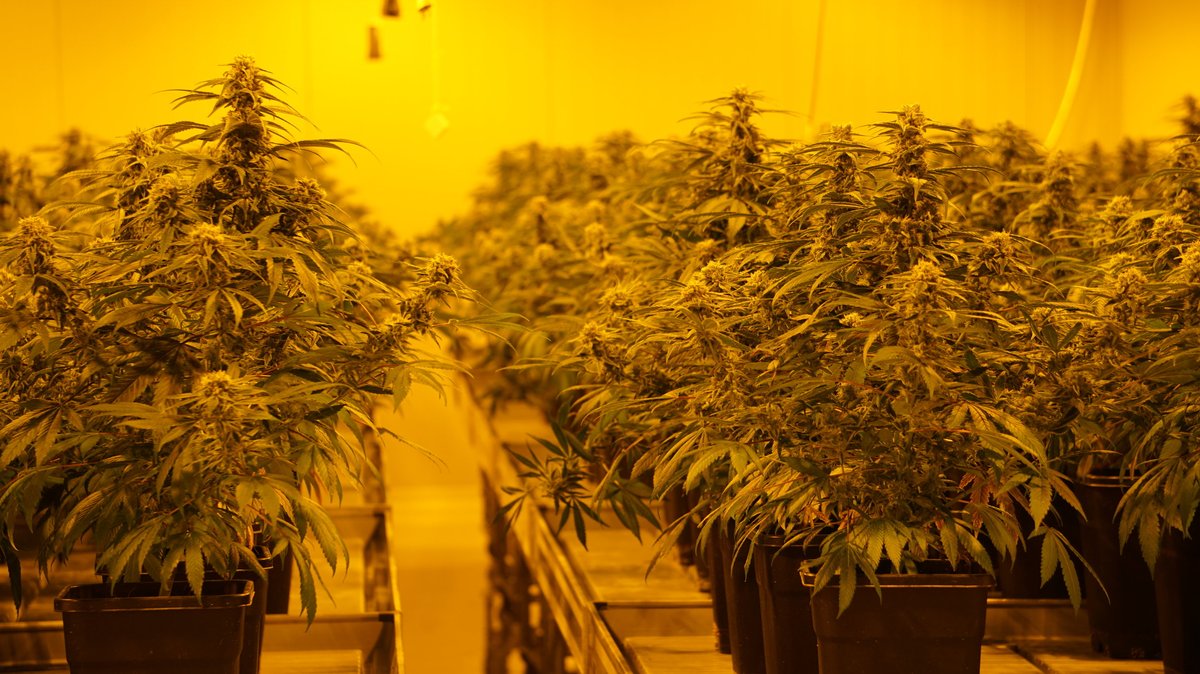 09.03.2023, Schweiz, Schönenberg An Der Thur: THC haltige Cannabis-Pflanzen stehen in einer legalen Zuchtanlage in der Schweiz.