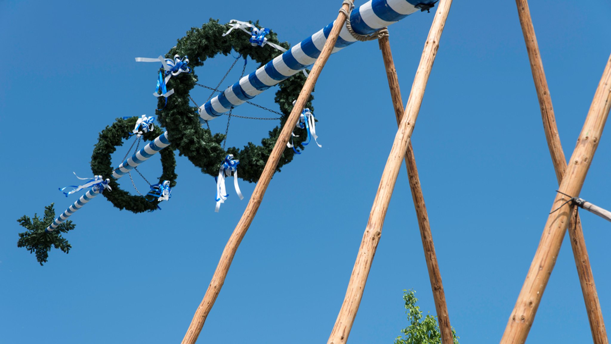 Ein Maibaum wird mit Holzstangen aufgestellt