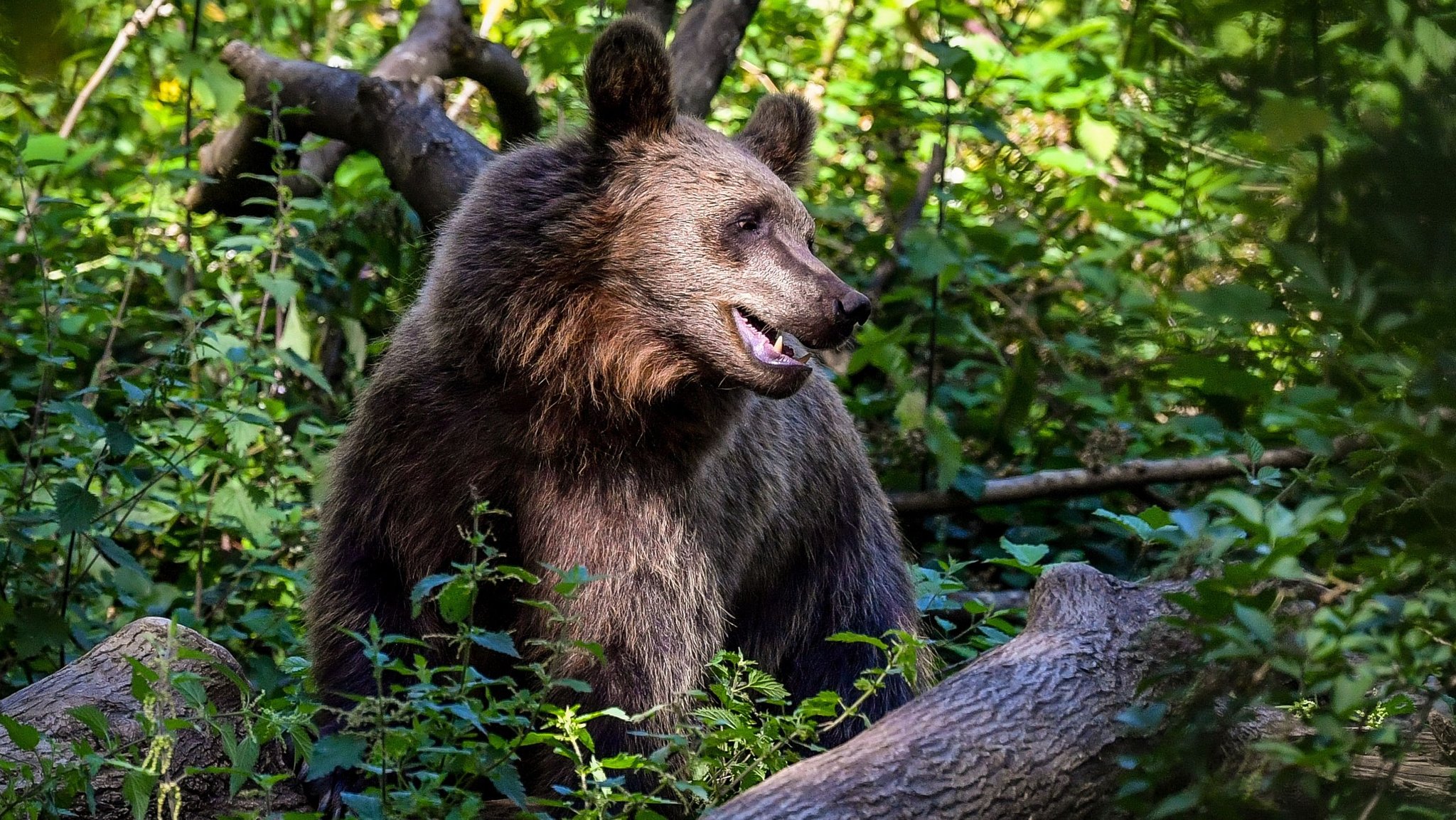 Braunbär (Symbolbild)