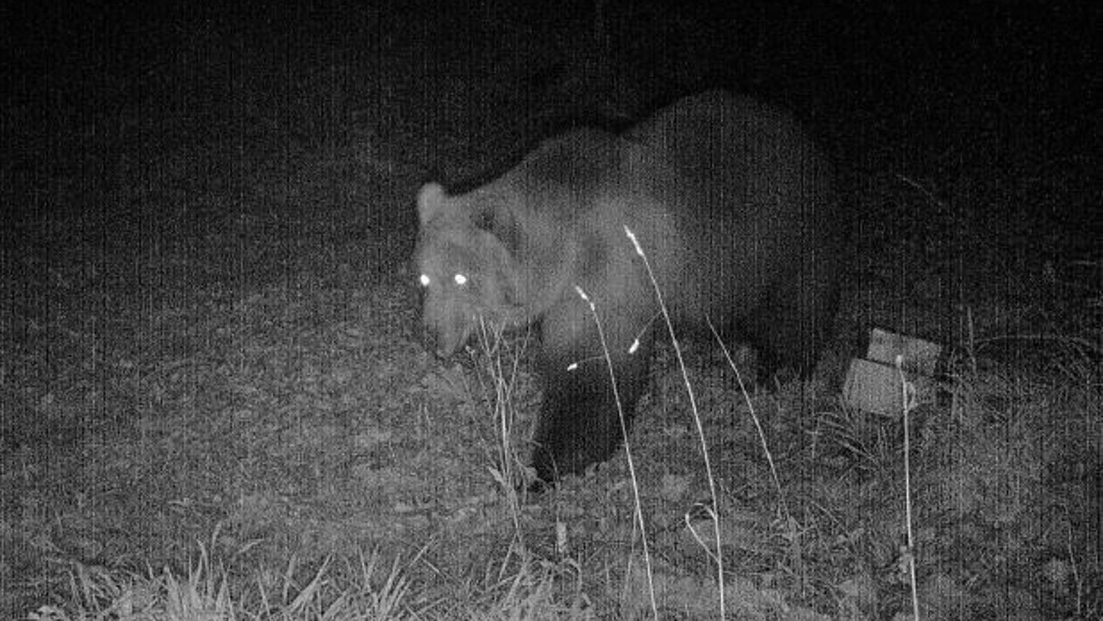 Braunbär im Landkreis Garmisch-Partenkirchen aufgetaucht