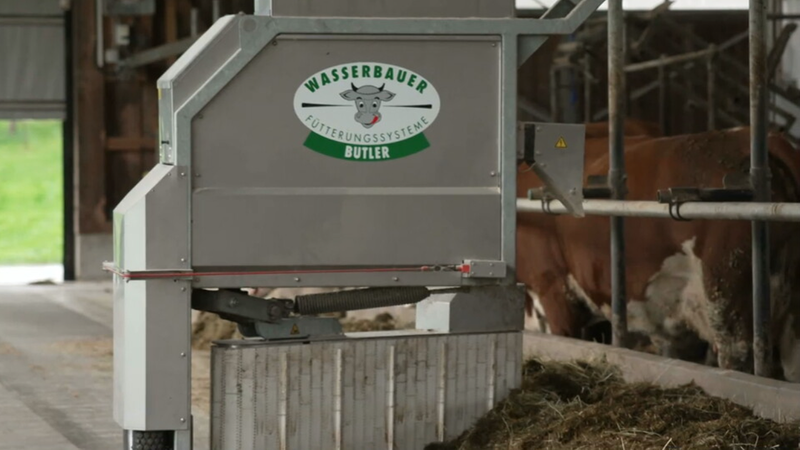 Eine Maschine verteilt in einem Kuhstall Futter für Kühe. 