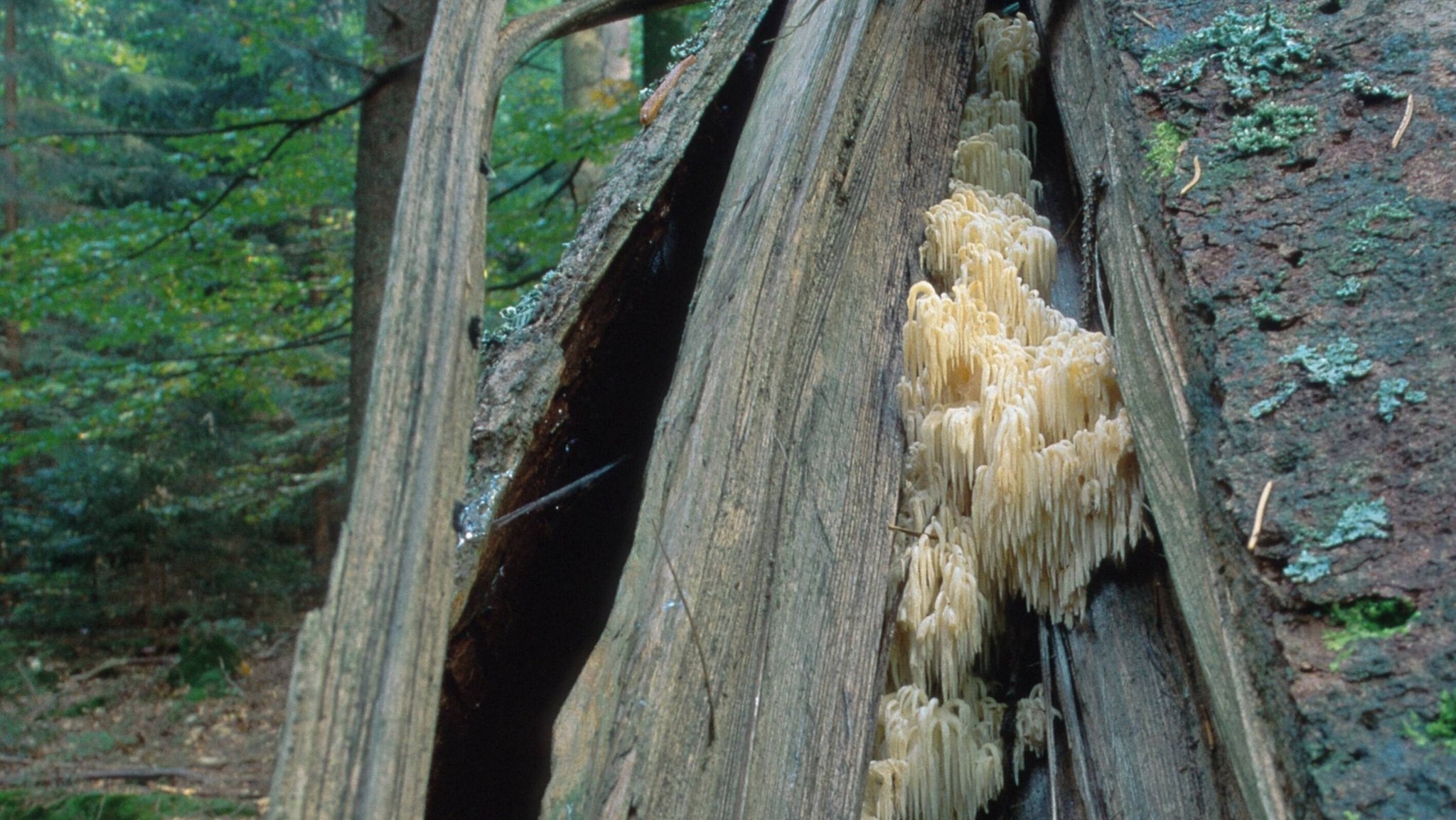 Totes Holz im Bayerischen Wald, auf dem der Tannenstachelbart wächst. | Bild: pa/blickwinkel/G. Stahlbauer Totes Holz im Bayerischen Wald, auf dem der Tannenstachelbart wächst.