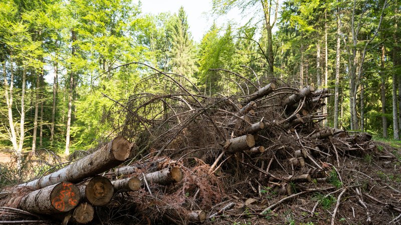 Ein Blick in einen Wald | Bild: dpa-Bildfunk/Silas Stein Ein Blick in einen Wald