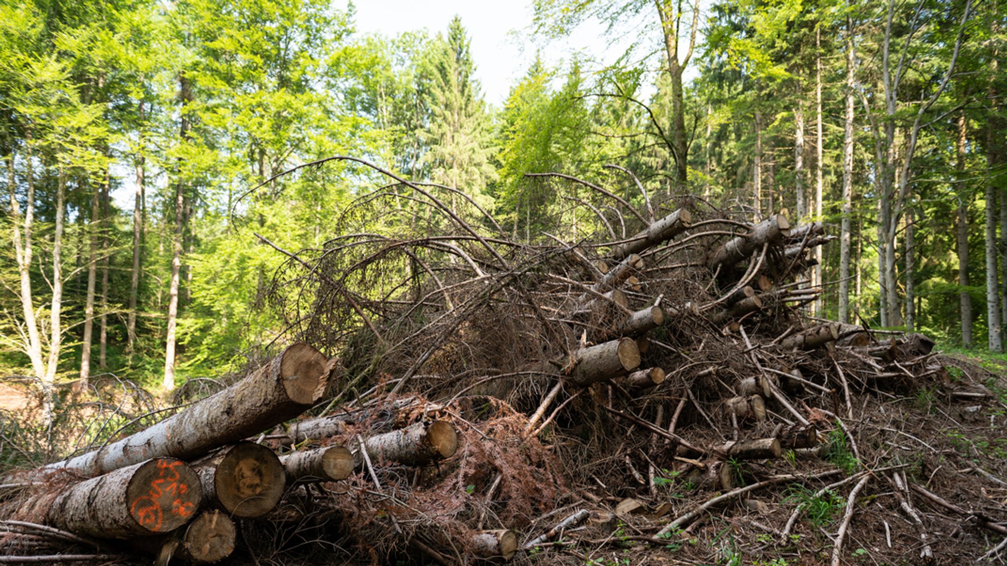 20 Jahre Forstreform: Bund Naturschutz fordert mehr Waldarbeiter