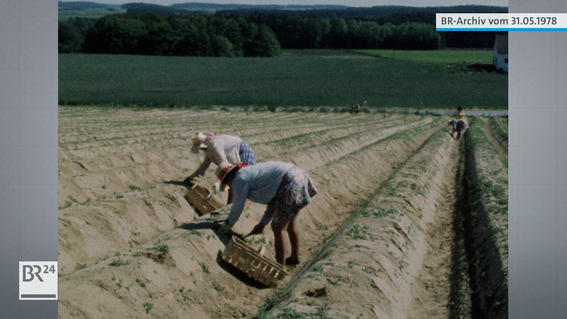 Zwei Frauen beim Spargelstechen