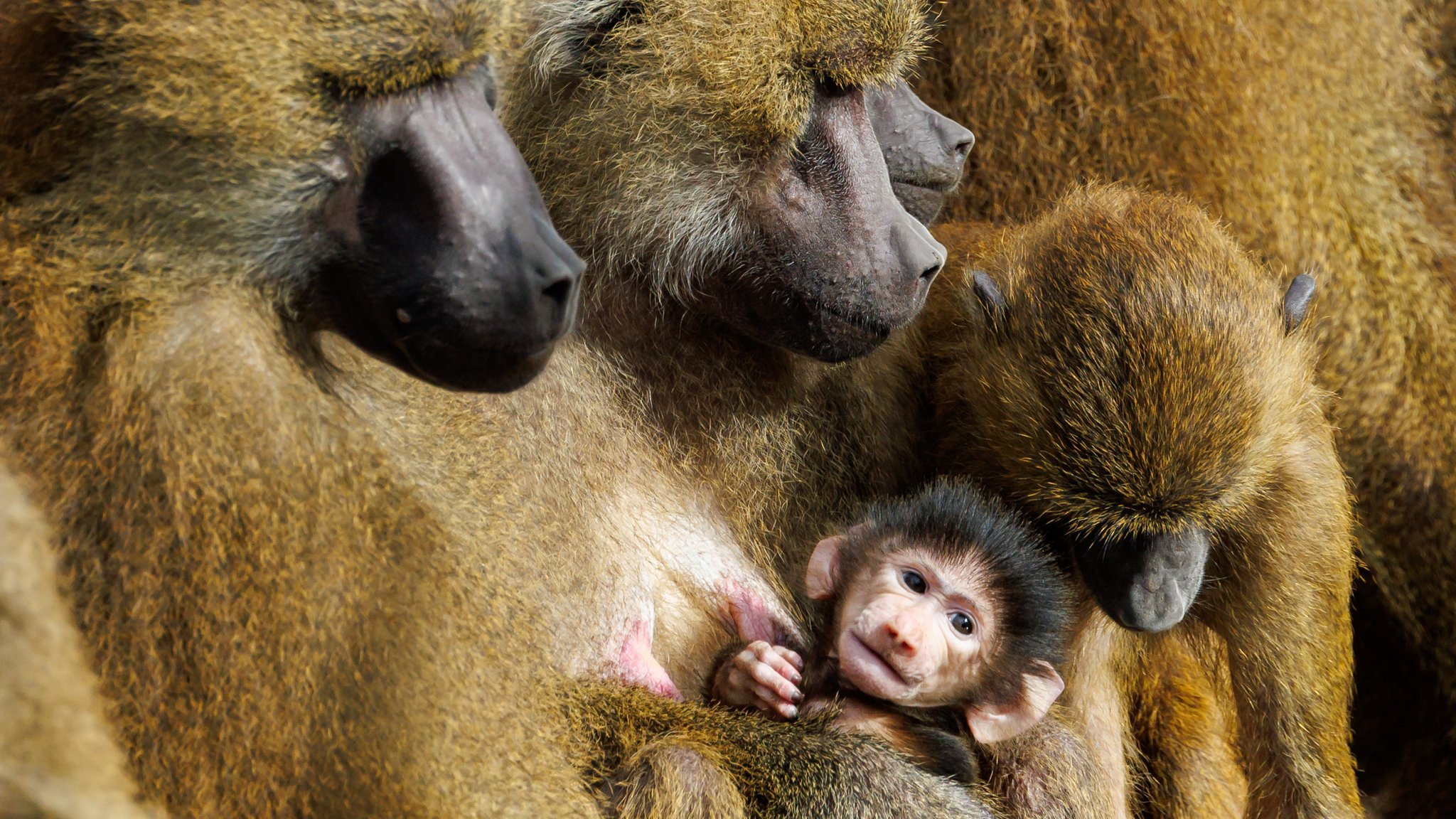 Paviane sitzen mit einem Jungtier in ihrem Gehege im Tiergarten Nürnberg. Der Tiergarten Nürnberg will künftig einzelne Tiere aus seiner 45-köpfigen Pavian-Gruppe töten, um die Population besser managen zu können.