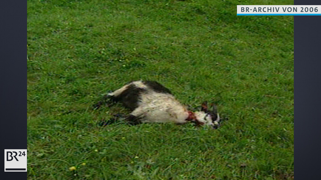Von Problembär Bruno getötetes Tier liegt im Gras | Bild: BR Archiv Von Problembär Bruno getötetes Tier liegt im Gras