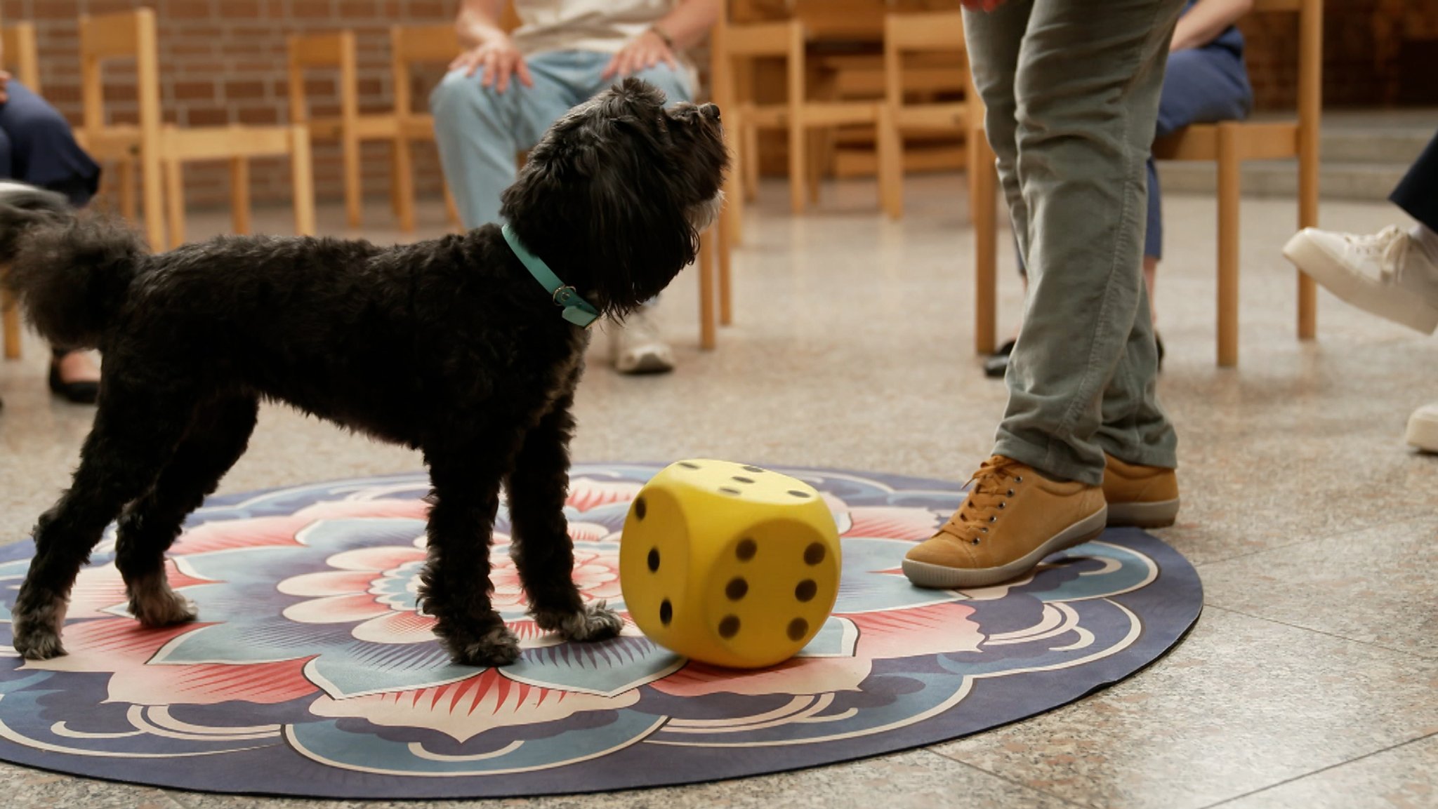 Hund spiel mit Würfel