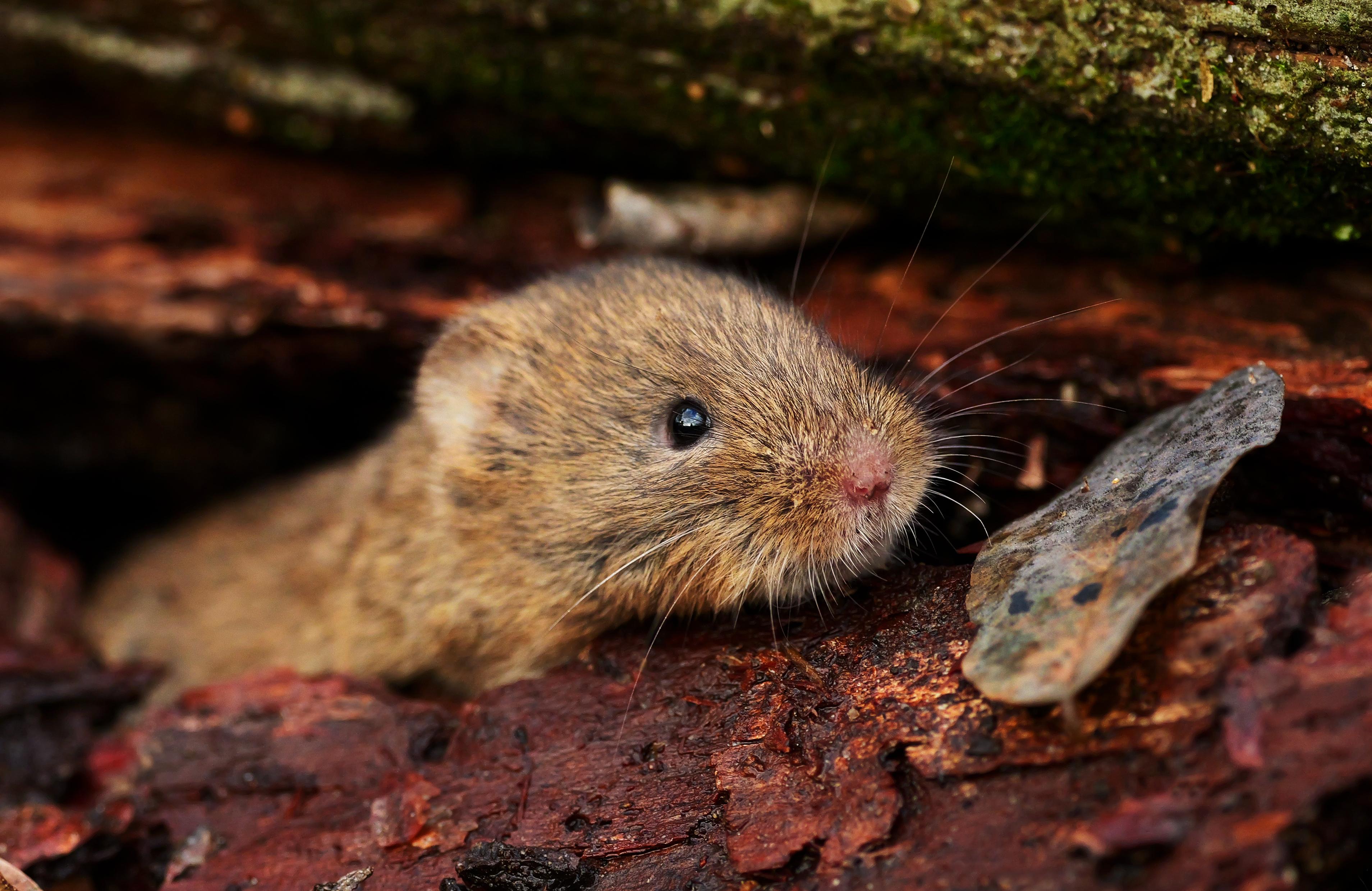 Eine Rötelmaus