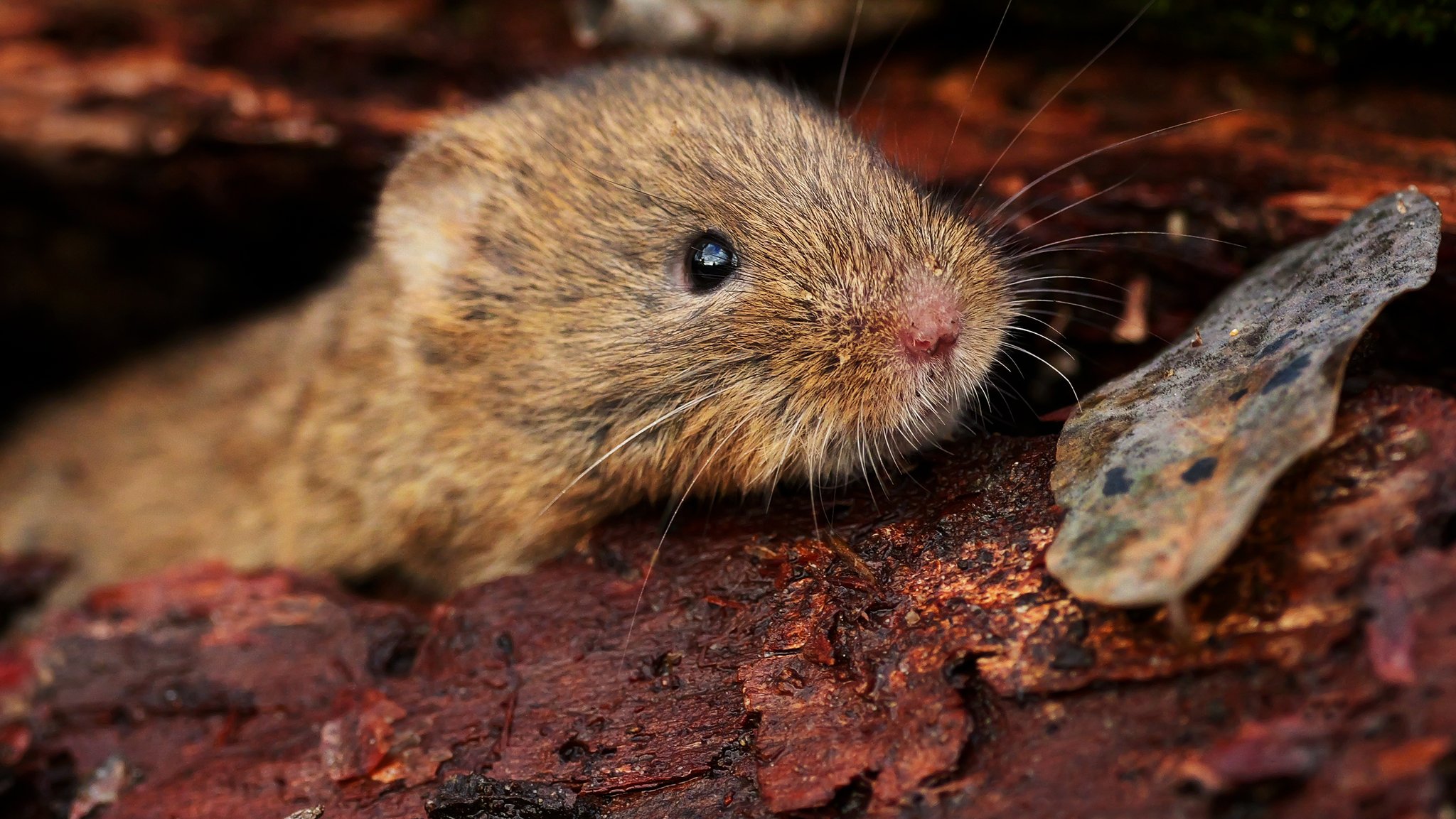 Werkeln im Garten: So vermeiden Sie eine Hantavirus-Infektion