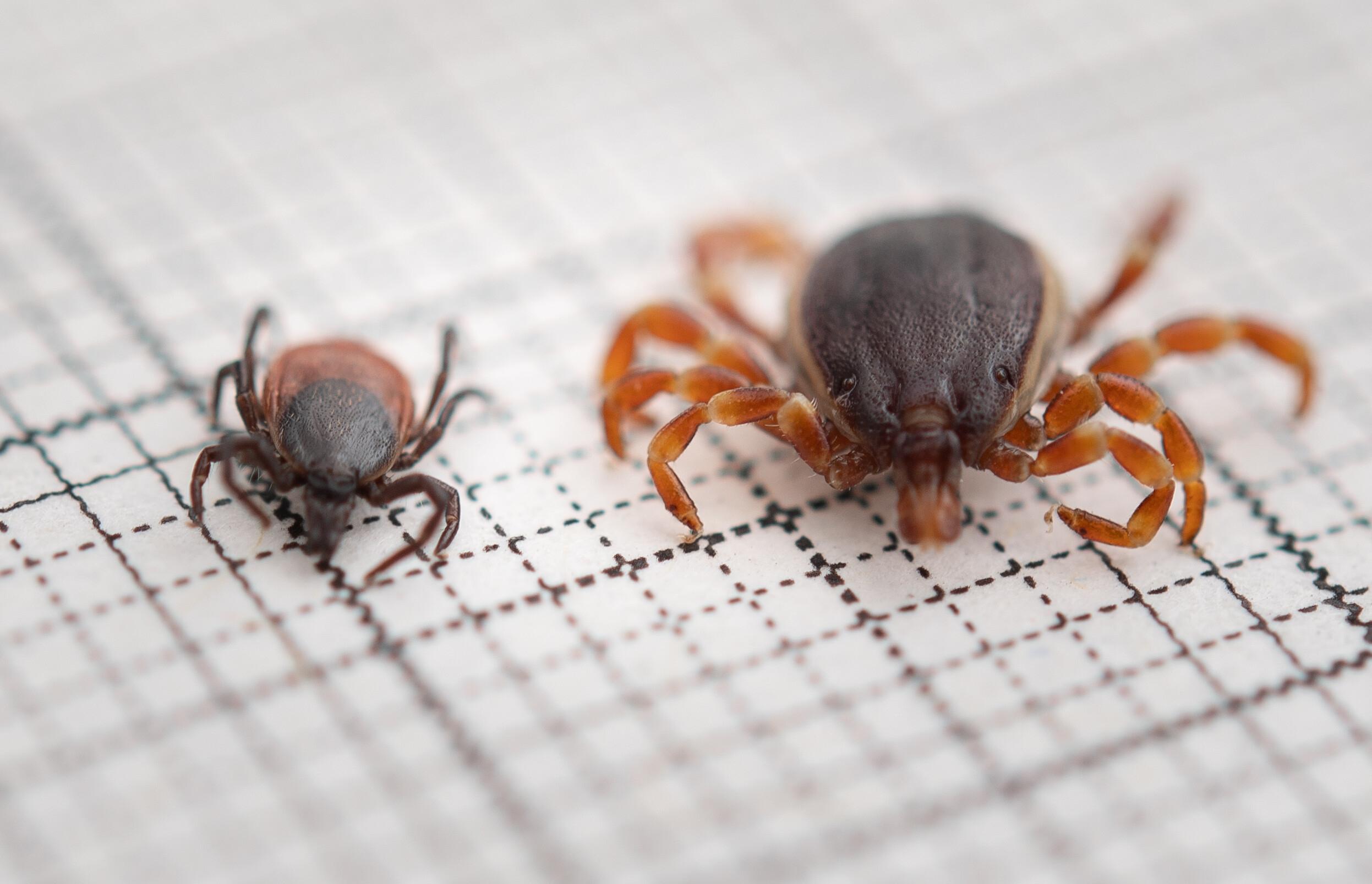 Eine Hyalomma rufipes (r) (Männchen) Zecke liegt neben einer gemeiner Holzbock-Zecke (Ixodes ricinus, Weibchen) auf einem Millimeterpapier.