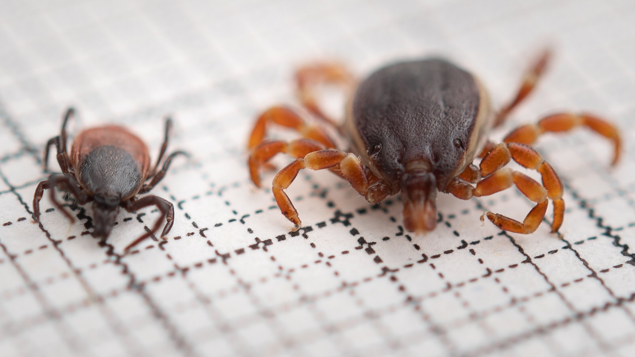 Eine Hyalomma rufipes (r) (Männchen) Zecke liegt neben einer gemeiner Holzbock-Zecke (Ixodes ricinus, Weibchen) auf einem Millimeterpapier.