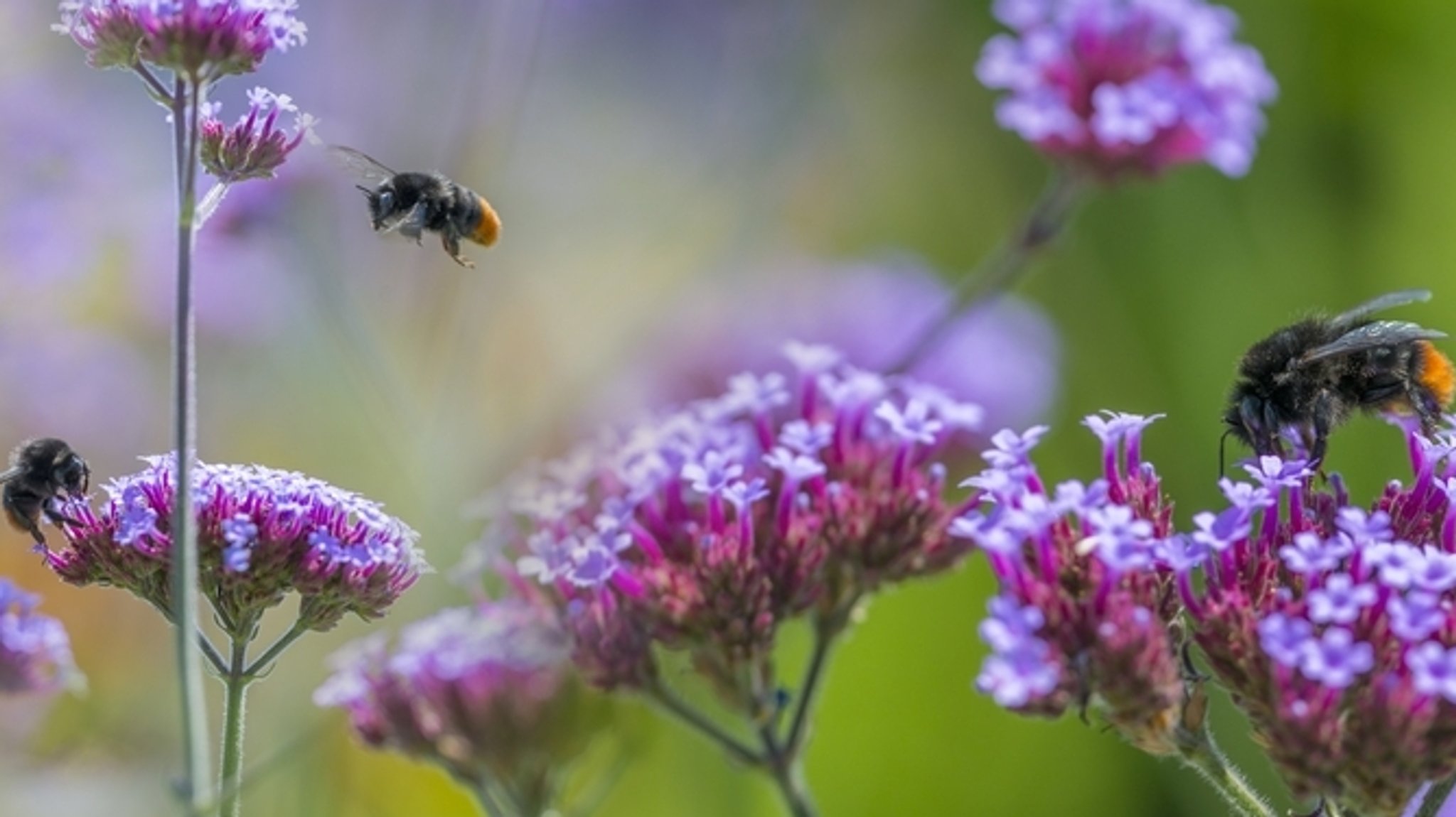 Insektenatlas 2020: Hummeln sind wichtig für die Bestäubung von Pflanzen.