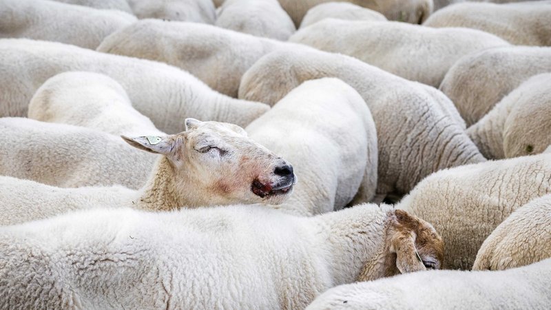 Ein krankes Schaf steht in einer Herde. | Bild: Bildrechte: picture alliance / ANP | ROB ENGELAAR Ein krankes Schaf steht in einer Herde.