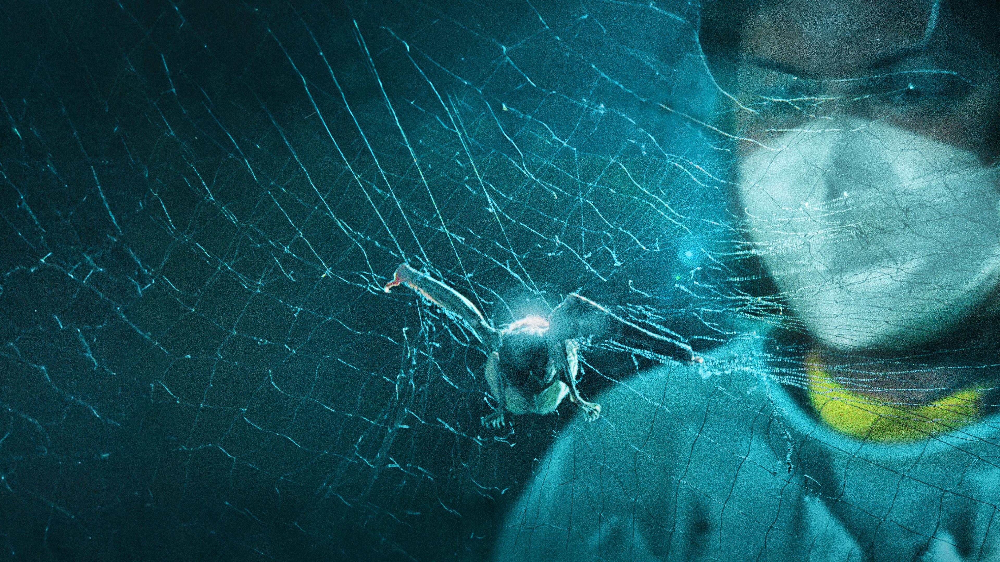 Fledermaus in einem Netz verfangen, im Hintergrund Forscher mit Maske