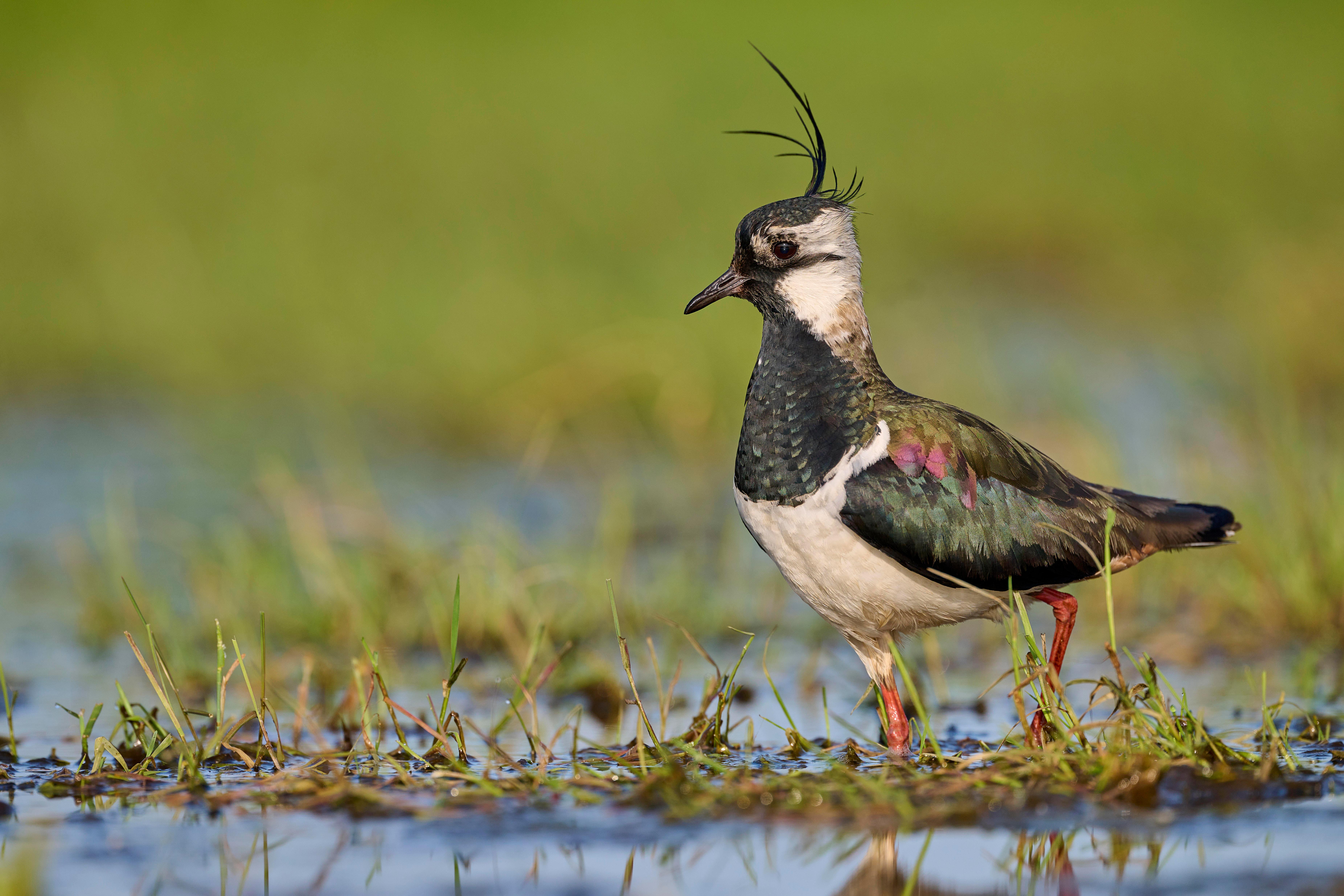 Ein Kiebitz in einem Feuchtgebiet (Symbolbild)