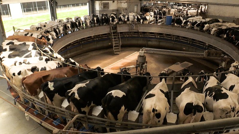 Die Schmids aus der Oberpfalz betreiben einen Hof mit 580 Milchkühen.