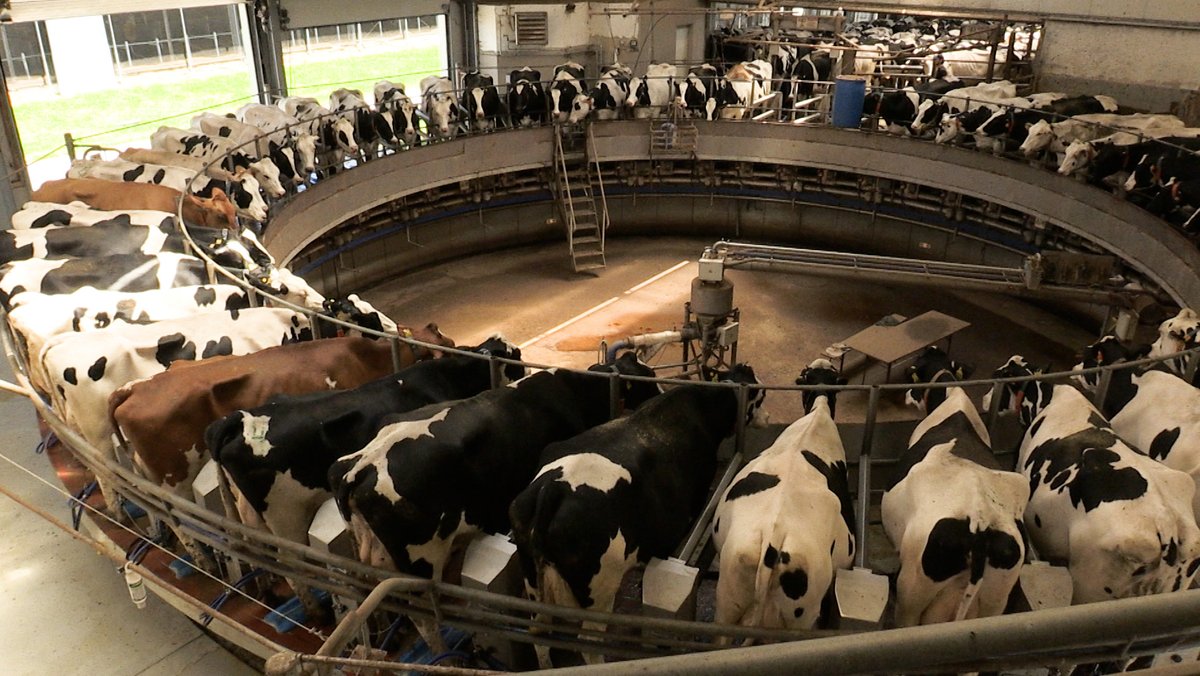 Die Schmids aus der Oberpfalz betreiben einen Hof mit 580 Milchkühen.