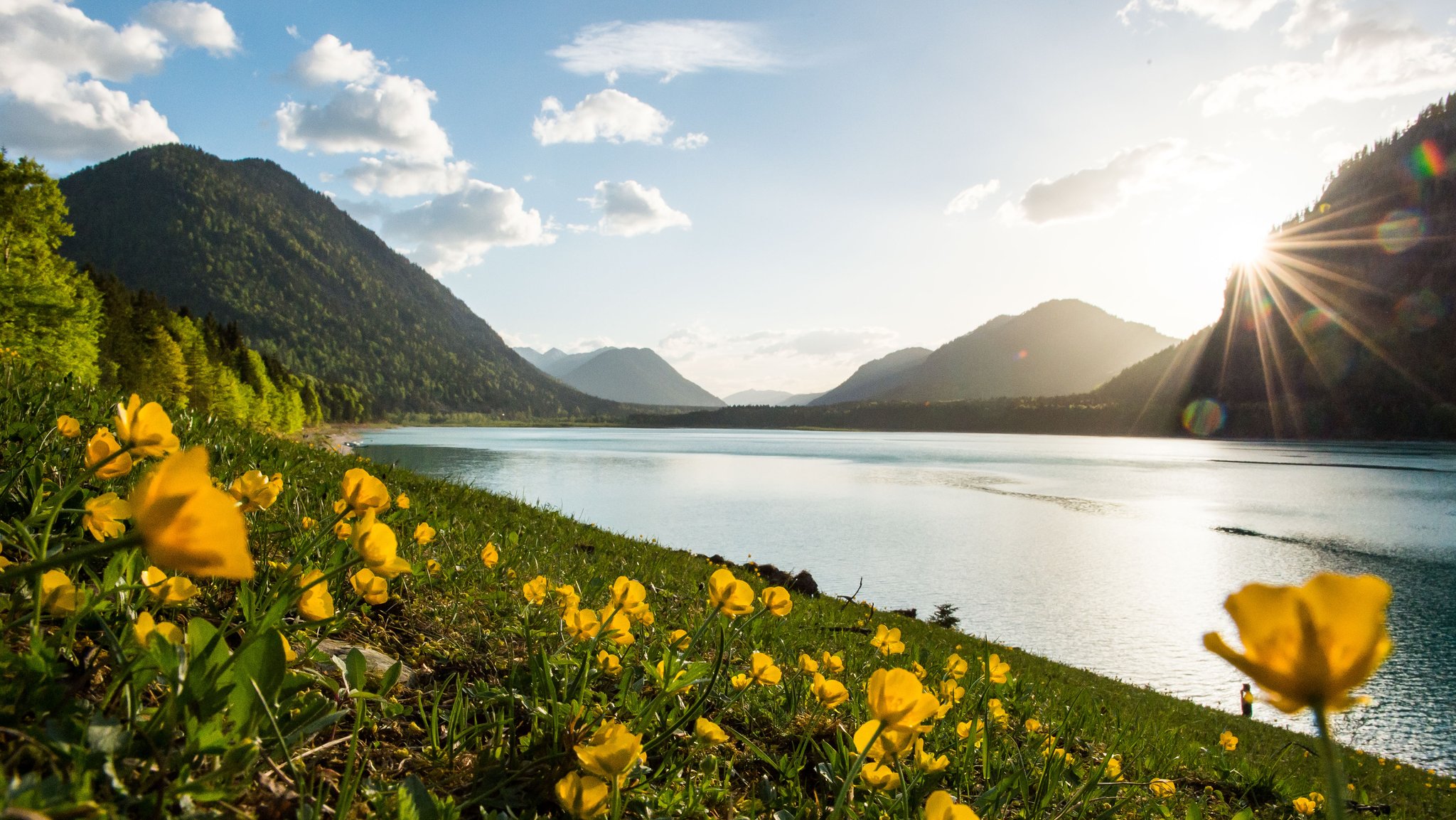 Der Sylvensteinsee schlängelt sich durch die Berglandschaft bei Lenggries. Im Vordergrund stehen Butterblumen.