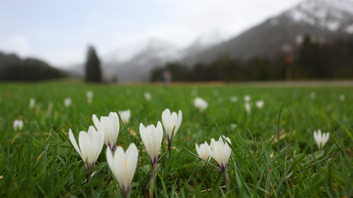 Krokusse blühen auf einer Bergwiese vor den im Dunst liegenden Alpen.