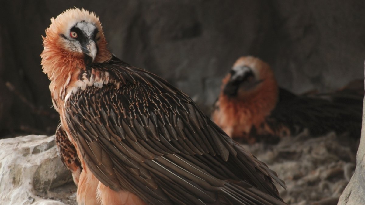 Ein Bartgeier mit braunen Flügelfedern und rötlichen Kopffedern sitzt in seinem Nest. 