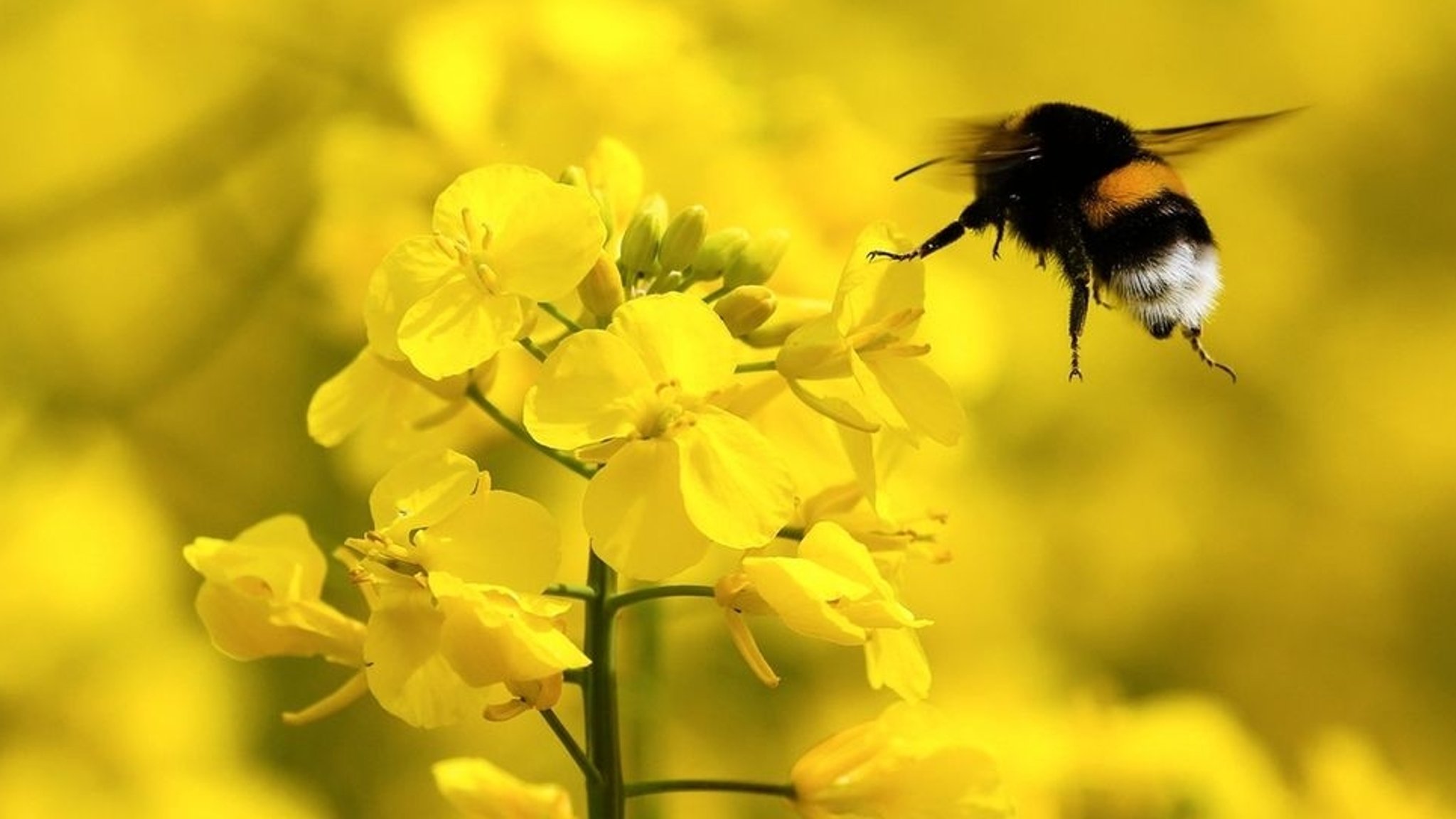 Eine Erdhummel an einer Rapsblüte