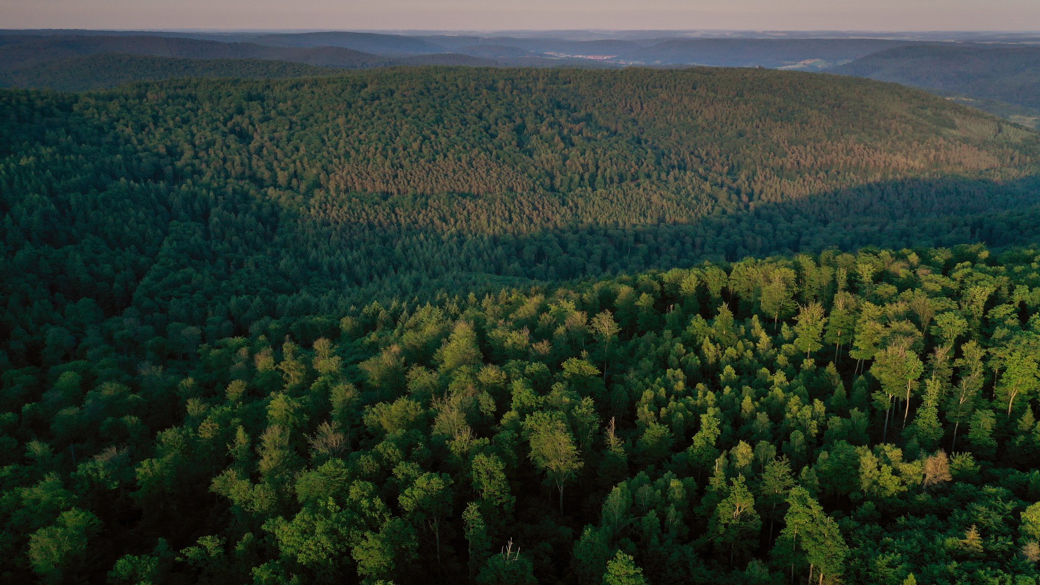 Bäume des Spessarts stehen im Licht der Abendsonne | Bild: picture alliance/dpa | Karl-Josef Hildenbrand Bäume des Spessarts stehen im Licht der Abendsonne