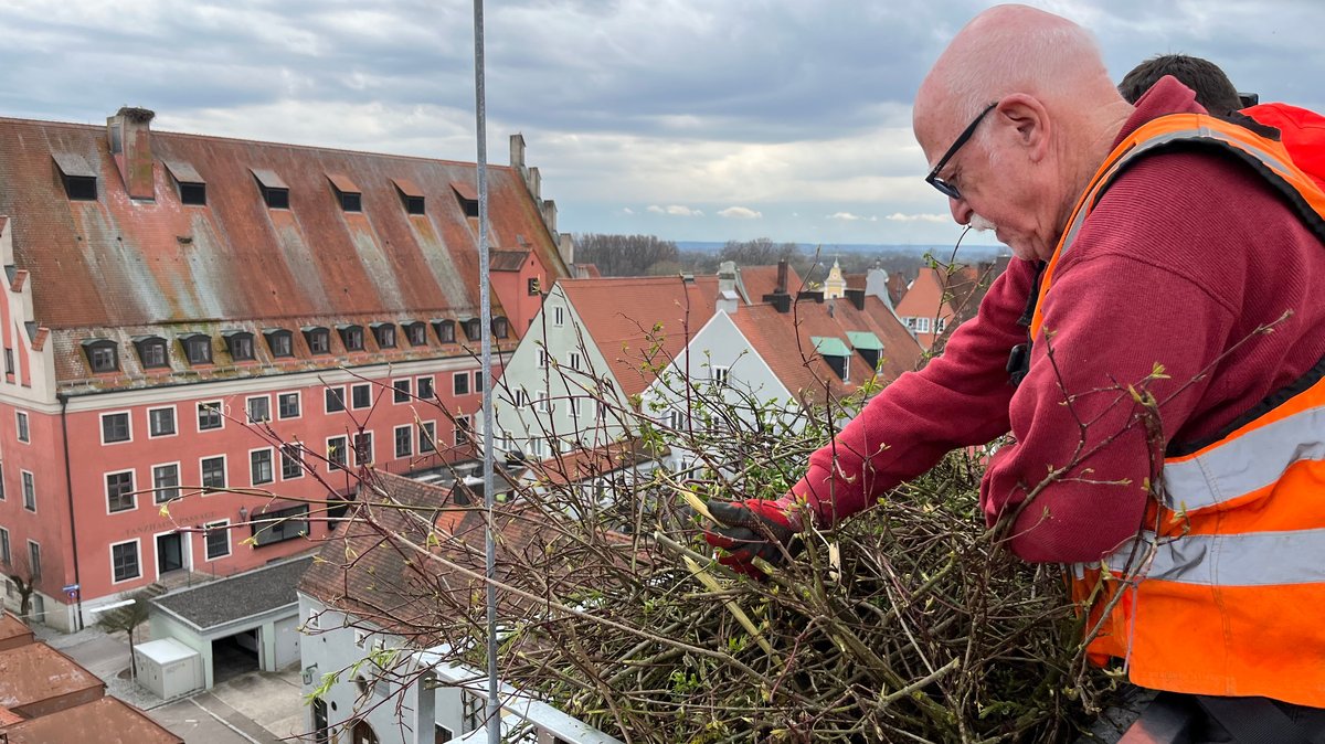 Storchen-Kümmerer Anton Burnhauser befestigt Gestrüpp als Nisthilfe auf dem alten Kamin des Klosters.