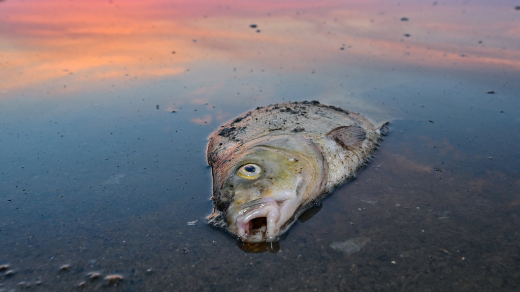 Ein toter Fisch liegt im flachen Wasser des deutsch-polnischen Grenzfluss Oder.