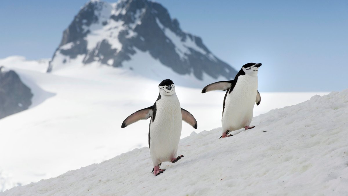 Zügelpinguine, auch Kehlstreifpinguine (Pygoscelis antarctica), laufen über einen verschneiten Hang