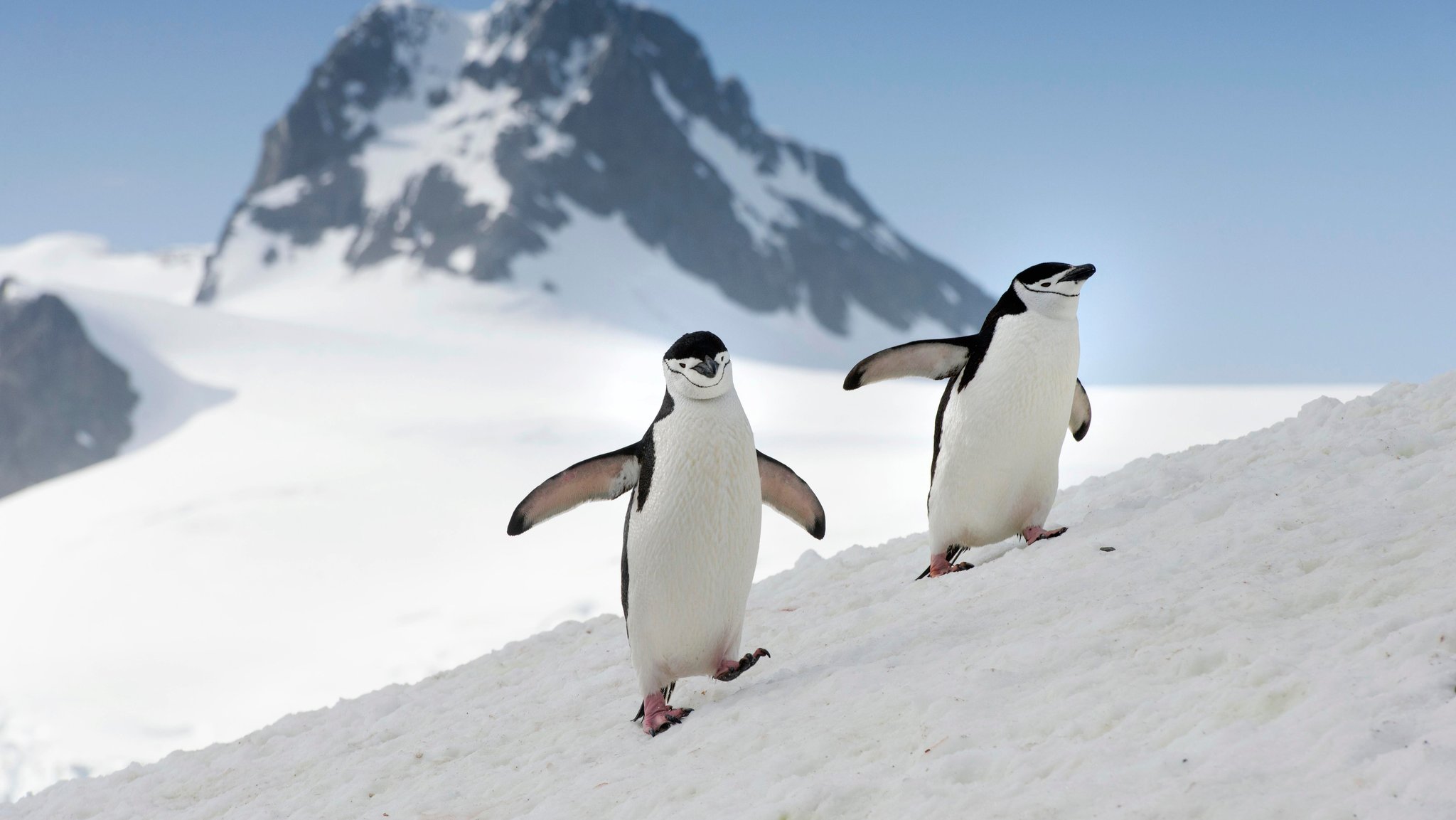 Pinguine schlafen täglich tausende Male für wenige Sekunden